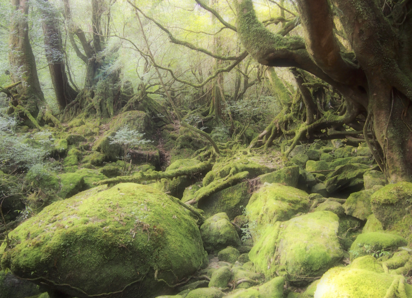 静寂の苔の世界